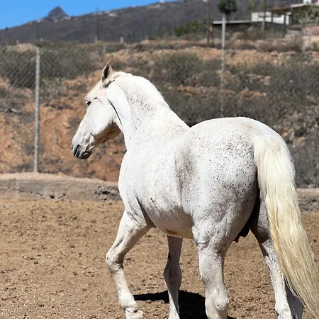 Апартаменты Tantulia La Casita Del Caballo Сан Мигель