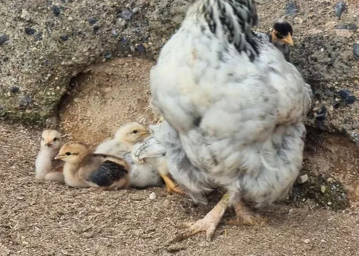 アパート Tantulia La Casita Del Caballo *