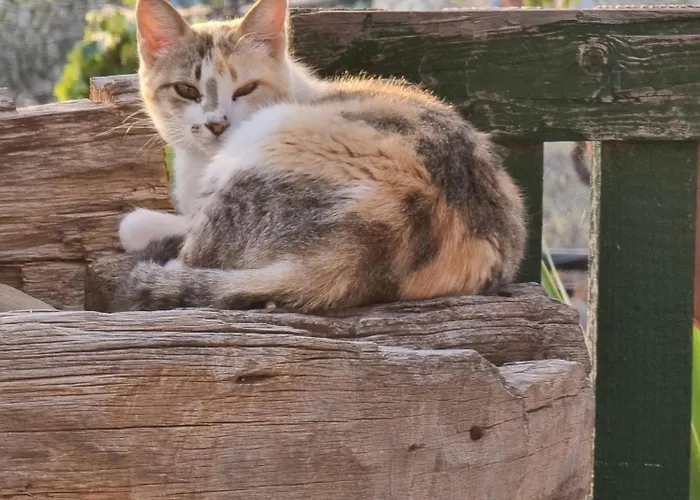 Tantulia La Casita Del Caballo サンミゲル・デ・アボナ