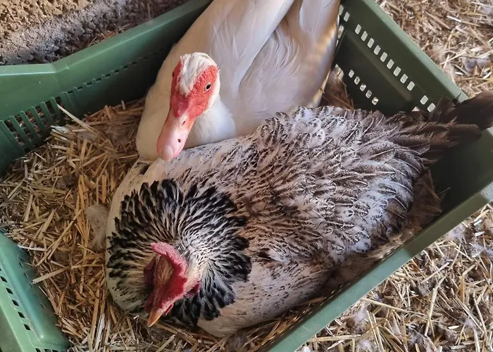 Tantulia La Casita Del Caballo サンミゲル・デ・アボナ