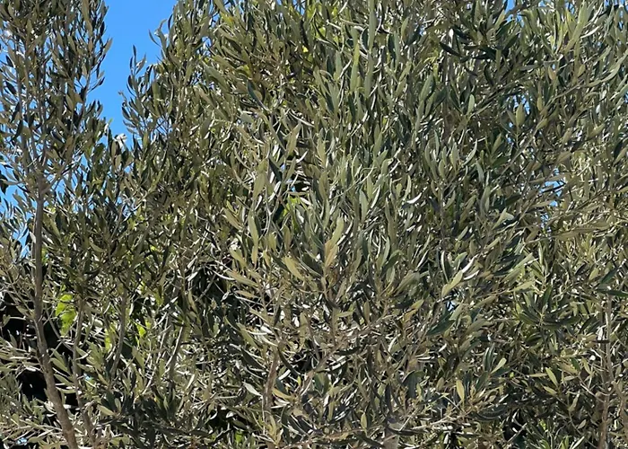 アパート Tantulia La Casita Del Caballo