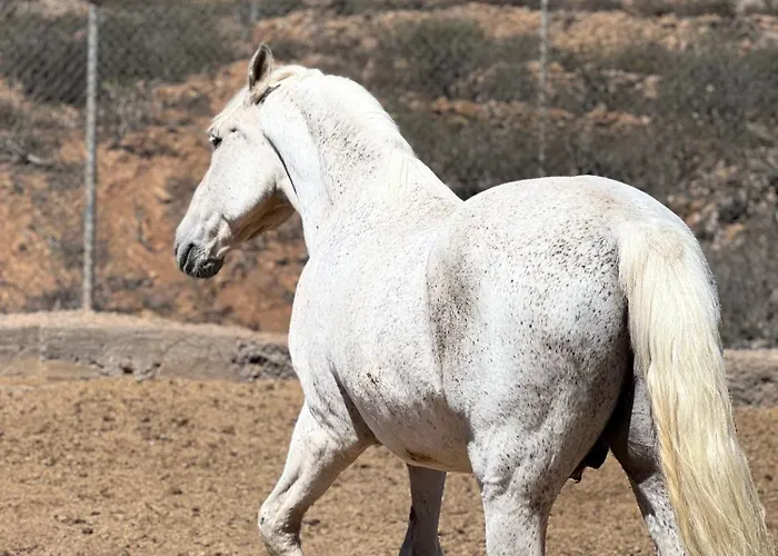 アパート Tantulia La Casita Del Caballo サンミゲル・デ・アボナ