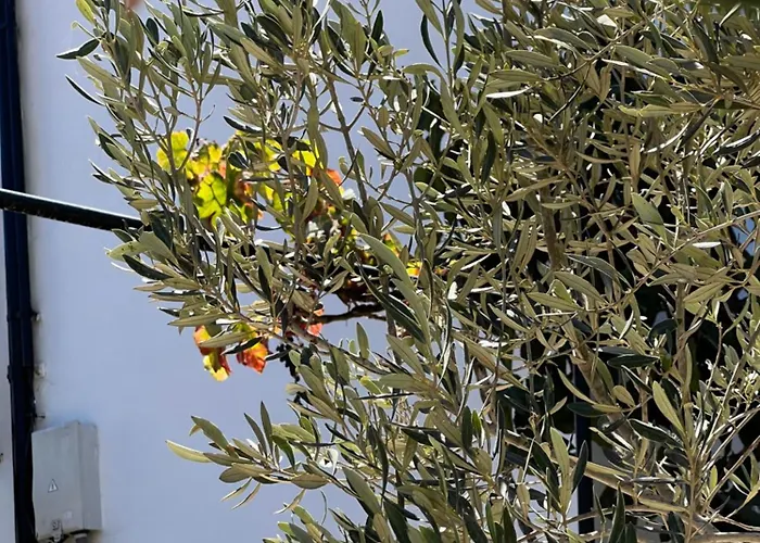 アパート Tantulia La Casita Del Caballo サンミゲル・デ・アボナ
