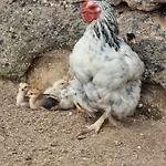 Apartmán Tantulia La Casita Del Caballo *