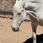 Tantulia La Casita Del Caballo *